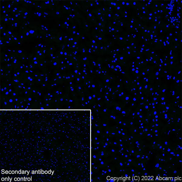 Immunohistochemistry (Frozen sections) - Anti-Collagen II antibody [EPR27418-25] - BSA and Azide free (AB307675)
