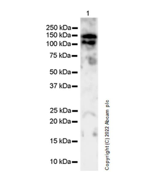 Western blot - Anti-Collagen II antibody [EPR27418-25] - BSA and Azide free (AB307675)