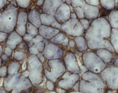 Immunohistochemistry (Formalin/PFA-fixed paraffin-embedded sections) - Anti-Collagen III antibody (AB7778)
