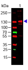 Western blot - Anti-Collagen III antibody (AB7778)