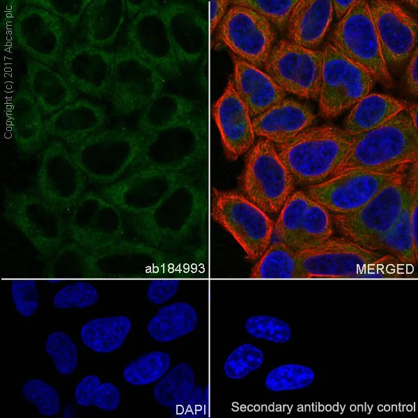 Immunocytochemistry/ Immunofluorescence - Anti-Collagen III antibody [EPR17673] (AB184993)