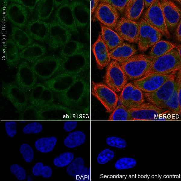 Immunocytochemistry/ Immunofluorescence - Anti-Collagen III antibody [EPR17673] - BSA and Azide free (AB224532)