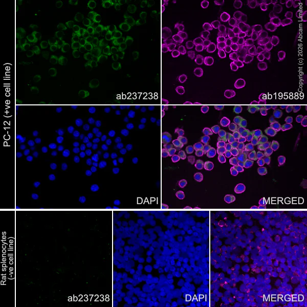 Immunocytochemistry/ Immunofluorescence - Anti-Collagen III antibody [EPR17673] - BSA and Azide free (AB224532)