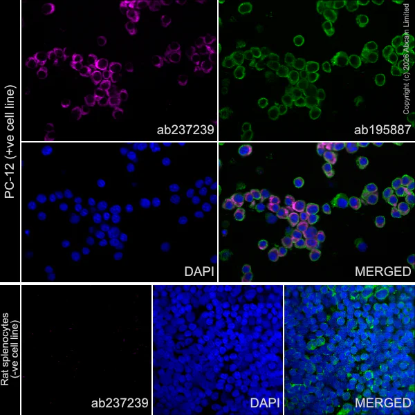 Immunocytochemistry/ Immunofluorescence - Anti-Collagen III antibody [EPR17673] - BSA and Azide free (AB224532)