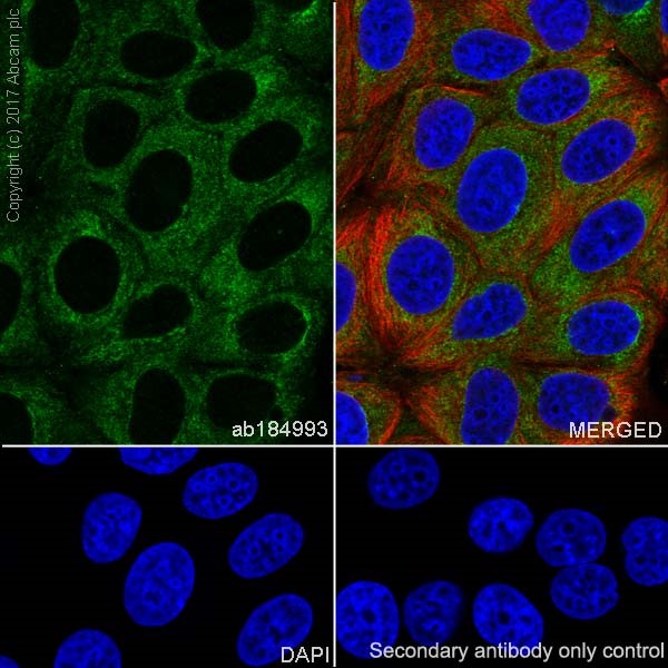 Élisaページ Anti-Collagen III antibody [EPR17673] - BSA and Azide free