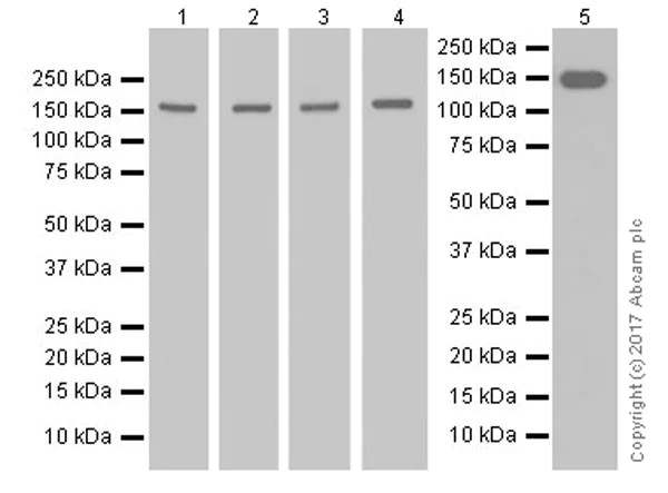 Western blot - Anti-Collagen III antibody [EPR17673] - BSA and Azide free (AB224532)
