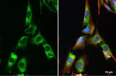 Immunocytochemistry/ Immunofluorescence - Anti-Collagen IV alpha 1 antibody - N-terminal (AB227616)