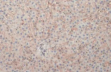 Immunohistochemistry (Formalin/PFA-fixed paraffin-embedded sections) - Anti-Collagen IV alpha 1 antibody - N-terminal (AB227616)