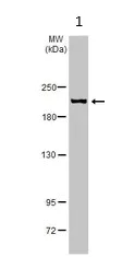 Western blot - Anti-Collagen IV alpha 1 antibody - N-terminal (AB227616)