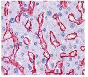 Immunohistochemistry (Formalin/PFA-fixed paraffin-embedded sections) - Anti-Collagen IV antibody (AB6586)