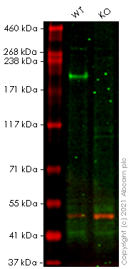 Western blot - Anti-Collagen IV antibody [EPR20966] (AB214417), expandable thumbnail