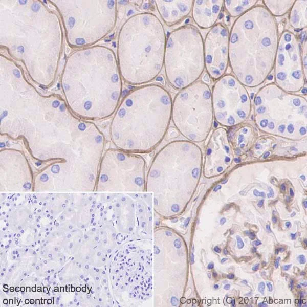 Immunohistochemistry (Formalin/PFA-fixed paraffin-embedded sections) - Anti-Collagen IV antibody [EPR20966] - BSA and Azide free (AB226485)