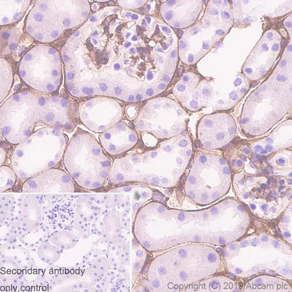 Immunohistochemistry (Formalin/PFA-fixed paraffin-embedded sections) - Anti-Collagen IV antibody [EPR22911-127] (AB236640)