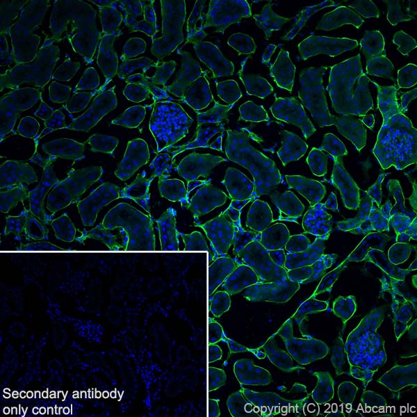 Immunohistochemistry (Frozen sections) - Anti-Collagen IV antibody [EPR22911-127] (AB236640)