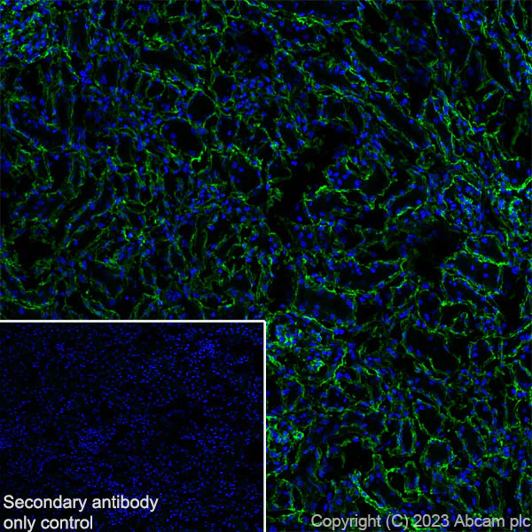 Immunohistochemistry (Frozen sections) - Anti-Collagen IV antibody [RM1065] (AB315250)