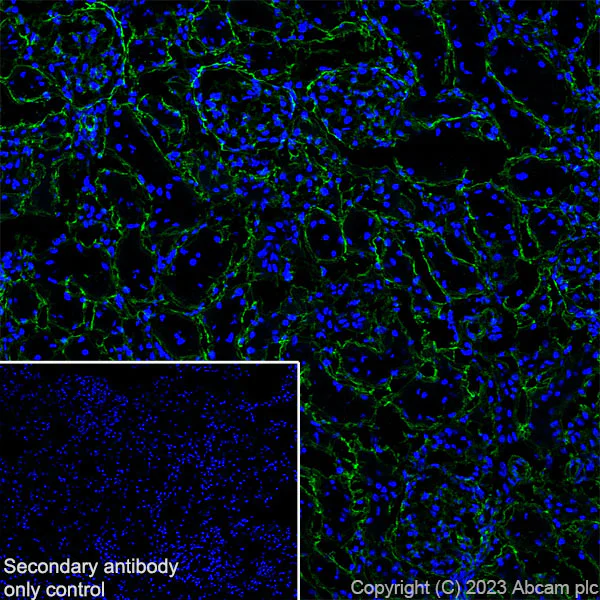 Immunohistochemistry (Frozen sections) - Anti-Collagen IV antibody [RM1065] (AB315250)