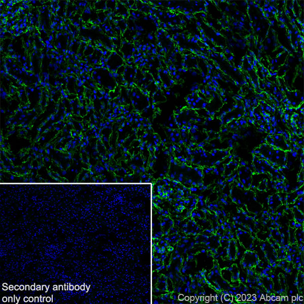 Immunohistochemistry (Frozen sections) - Anti-Collagen IV antibody [RM1065] - BSA and Azide free (AB315251), expandable thumbnail