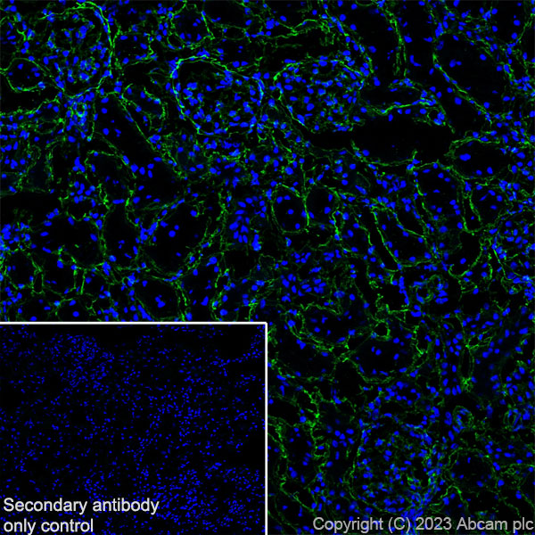 Immunohistochemistry (Frozen sections) - Anti-Collagen IV antibody [RM1065] - BSA and Azide free (AB315251), expandable thumbnail