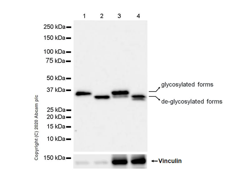 Western blot - Anti-Collagen V antibody [EPR23762-54] - BSA and Azide free (AB275890)