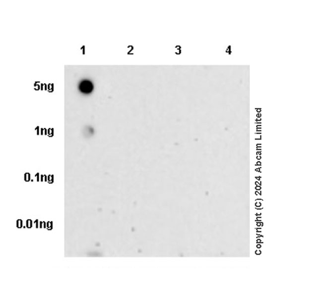 Dot Blot - Anti-Collagen V antibody [EPR28737-61] (AB321795), expandable thumbnail