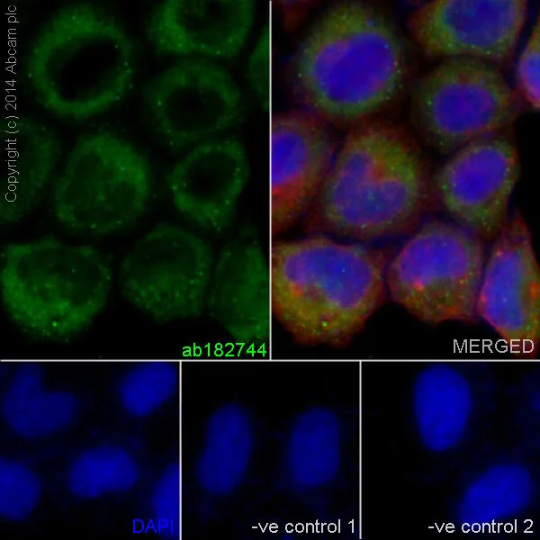 Immunocytochemistry/ Immunofluorescence - Anti-Collagen VI antibody [EPR17072] - Low endotoxin, Azide free (AB229450)
