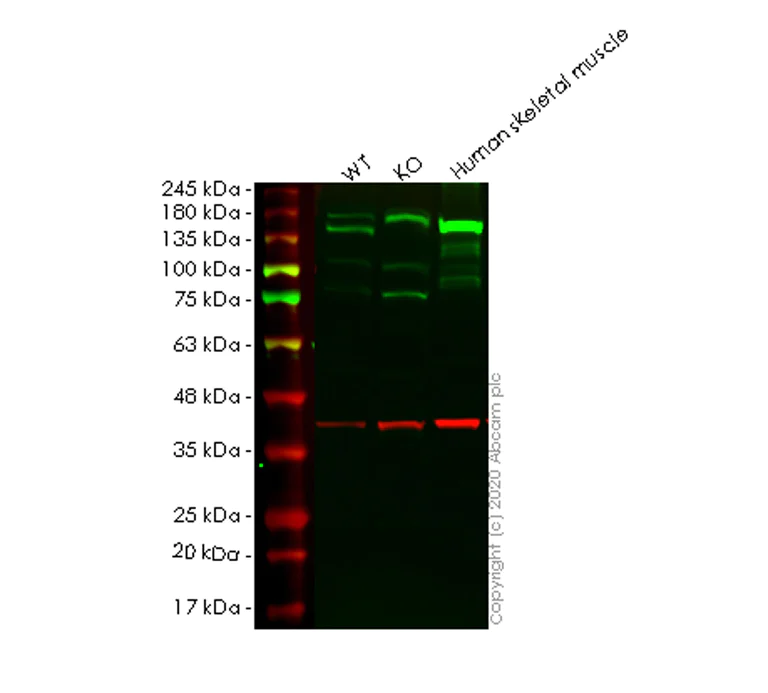 Western blot - Anti-Collagen VI antibody [EPR17072] - Low endotoxin, Azide free (AB229450)