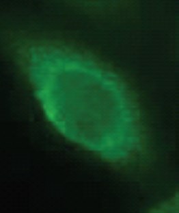 Immunocytochemistry/ Immunofluorescence - Anti-Collagen VII antibody - BSA and Azide free (AB93350)