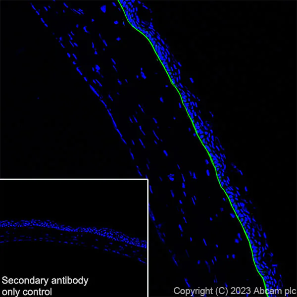 Immunohistochemistry (Frozen sections) - Anti-Collagen VII antibody [EPR27012-157] - BSA and Azide free (AB309144)