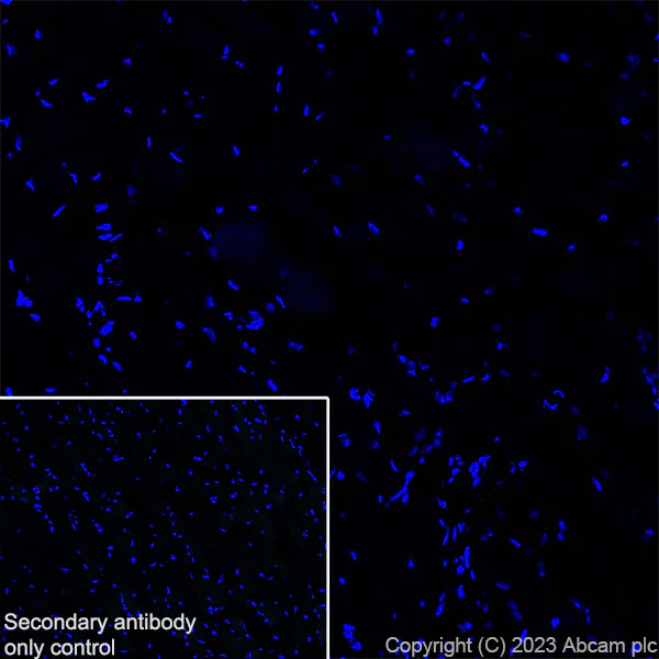 Immunohistochemistry (Frozen sections) - Anti-Collagen VII antibody [EPR27012-157] - BSA and Azide free (AB309144)