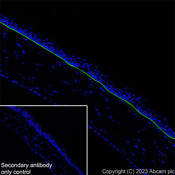Immunohistochemistry (Frozen sections) - Anti-Collagen VII antibody [EPR27012-157] - BSA and Azide free (AB309144)