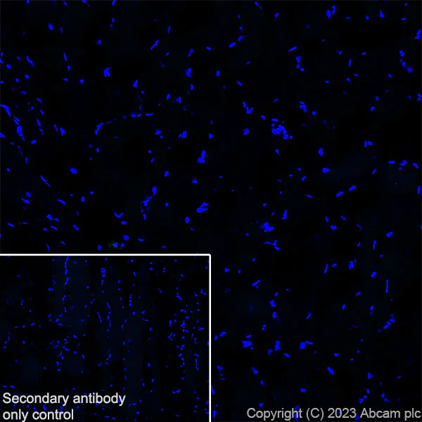 Immunohistochemistry (Frozen sections) - Anti-Collagen VII antibody [EPR27012-157] - BSA and Azide free (AB309144)