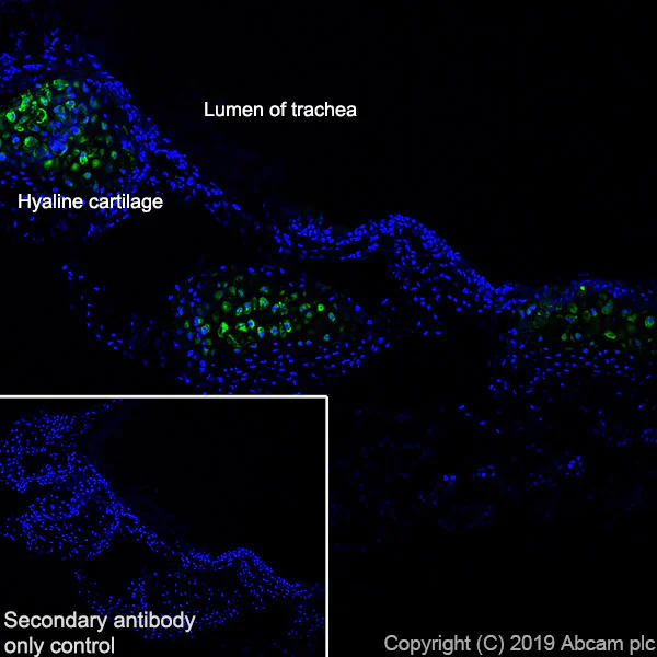 Immunohistochemistry (Frozen sections) - Anti-Collagen X antibody [EPR22920-211] - BSA and Azide free (AB264571)