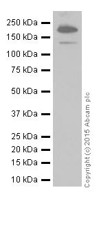 Western blot - Anti-Collagen XVII antibody [EPR18614] (AB184996)