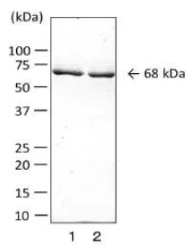 Western blot - Anti-Collagenase ColA antibody [cp-02] (AB243106)