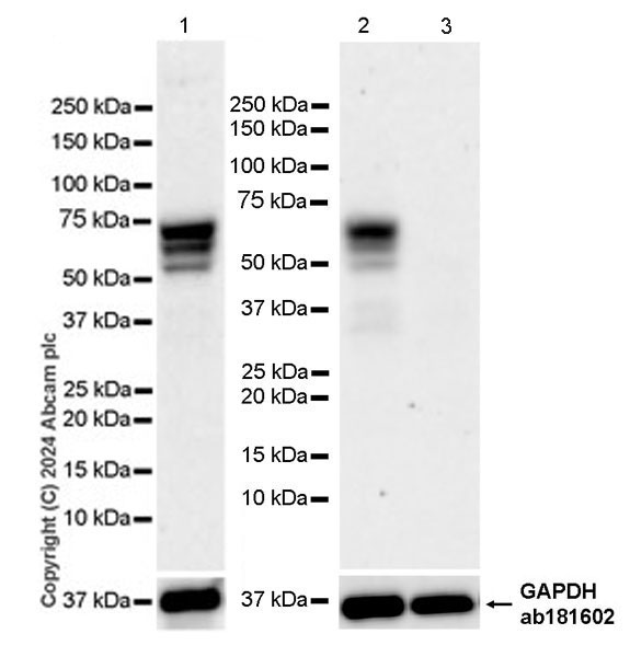 Western blot - Anti-Collybistin antibody [EPR28024-32] - BSA and Azide free (AB316964), expandable thumbnail