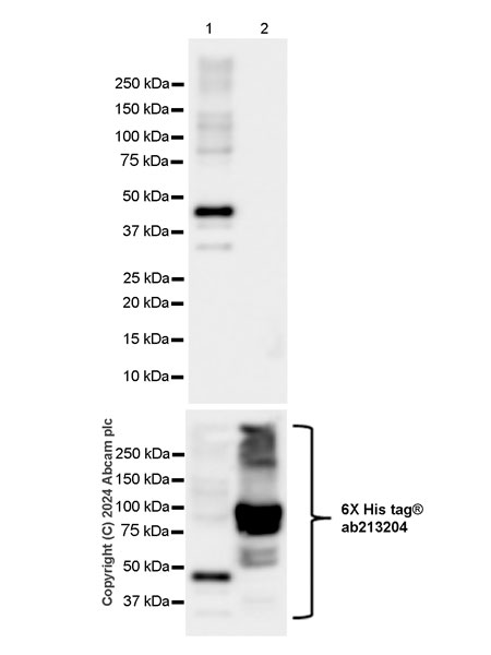 Western blot - Anti-Collybistin antibody [EPR28024-32] - BSA and Azide free (AB316964), expandable thumbnail