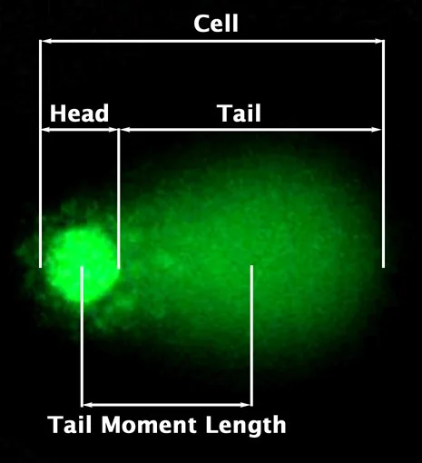 Fluorescence Microscopy - Comet Assay Kit (3-well slides) (AB238544)