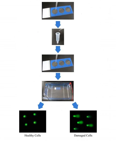 Other - Comet Assay Kit (3-well slides) (AB238544)