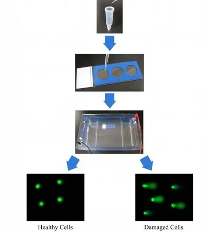 Other - Comet Assay Kit (3-well slides) (AB238544)