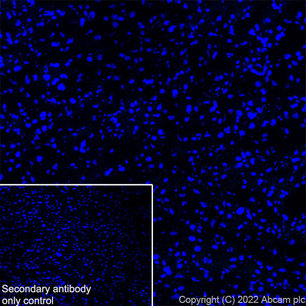 Immunohistochemistry (Frozen sections) - Anti-COMP/Cartilage oligomeric matrix protein antibody [EPR25364-6] (AB300555), expandable thumbnail