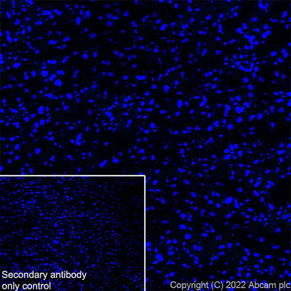 Immunohistochemistry (Frozen sections) - Anti-COMP/Cartilage oligomeric matrix protein antibody [EPR25364-6] (AB300555)