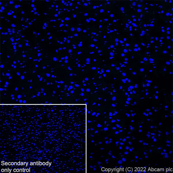 Immunohistochemistry (Frozen sections) - Anti-COMP/Cartilage oligomeric matrix protein antibody [EPR25364-6] (AB300555)