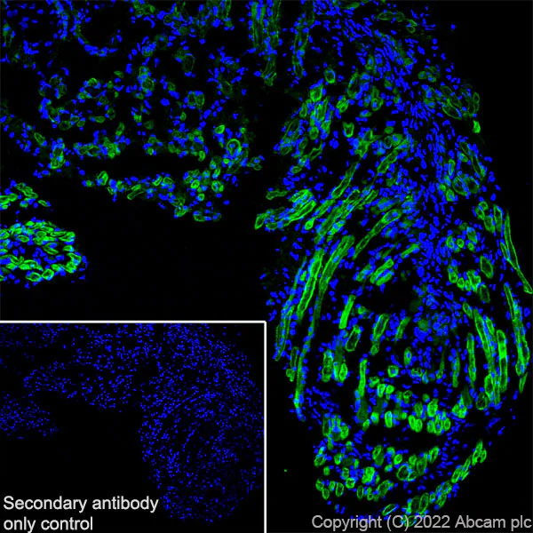 Immunohistochemistry (Frozen sections) - Anti-COMP/Cartilage oligomeric matrix protein antibody [EPR25364-6] (BSA and Azide free) (AB300556)