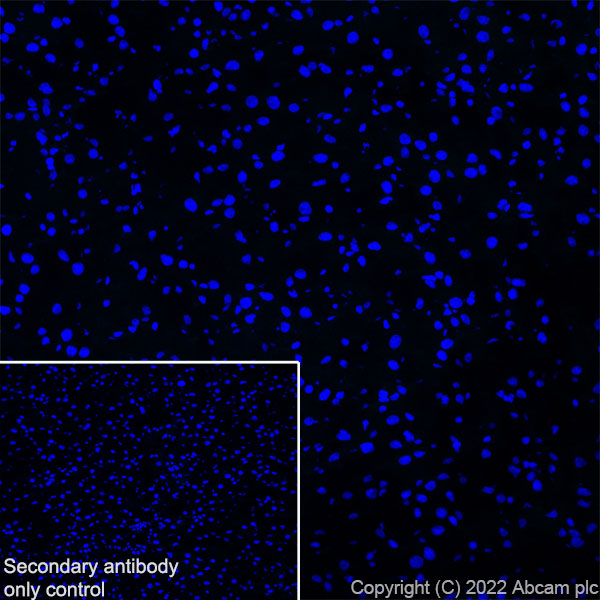 Immunohistochemistry (Frozen sections) - Anti-COMP/Cartilage oligomeric matrix protein antibody [EPR25364-6] (BSA and Azide free) (AB300556), expandable thumbnail