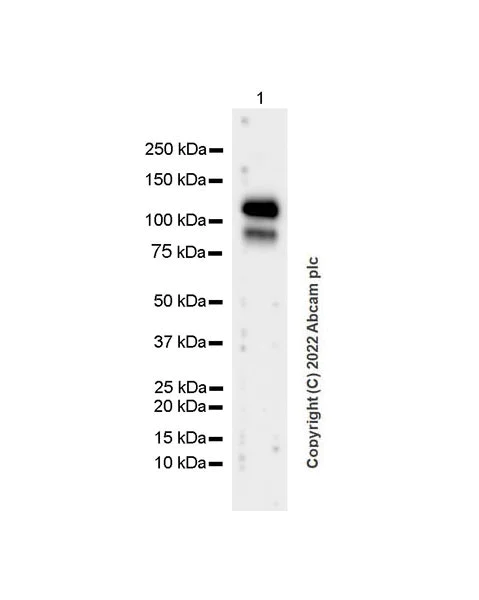 Western blot - Anti-COMP/Cartilage oligomeric matrix protein antibody [EPR25364-6] (BSA and Azide free) (AB300556)