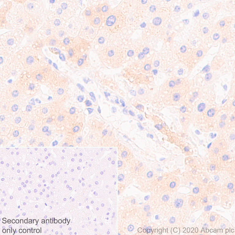 Immunohistochemistry (Formalin/PFA-fixed paraffin-embedded sections) - Anti-Complement factor 8 beta/C8B antibody [EPR23764-1] - BSA and Azide free (AB278049)