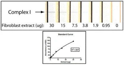 Functional Studies - Complex I Enzyme Activity Dipstick Assay Kit (AB109720)