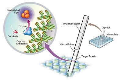 Functional Studies - Complex I Enzyme Activity Dipstick Assay Kit (AB109720), expandable thumbnail