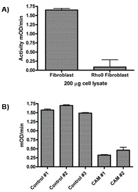Functional Studies - Complex I Enzyme Activity Microplate Assay Kit (Colorimetric) (AB109721), expandable thumbnail
