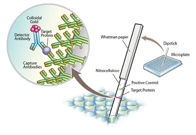 Sandwich ELISA - Complex I Human Protein Quantity Dipstick Assay Kit (AB109722)